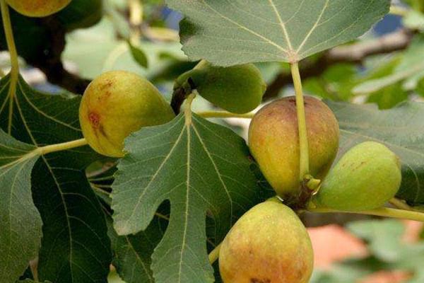 无花果可以放冰箱吗 无花果保存方法