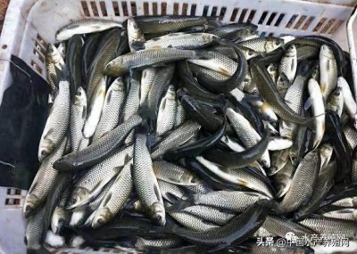 ​疯涨！广东草鱼苗严重缺货！华东华中鱼价低迷，养殖户大范围亏损