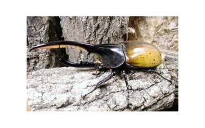 ​台内务部门砸重金去蒋被批