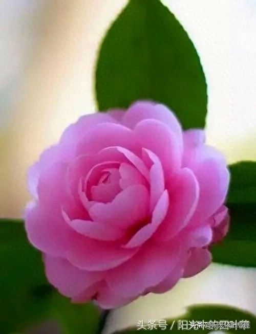 一句话经典励志带字唯美图片