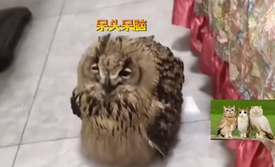 ​黑龙江一男子救助猫头鹰却“放生失败”，网友：赖着不走了