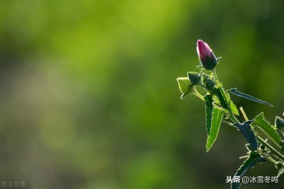 ​草蔻，若非有草果、肉蔻提携，它已是一种被人们错过的优秀香料