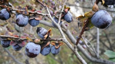 ​农村野外的“牛奶枣”，可酿酒可入药，小孩子抢着摘，如今正成熟