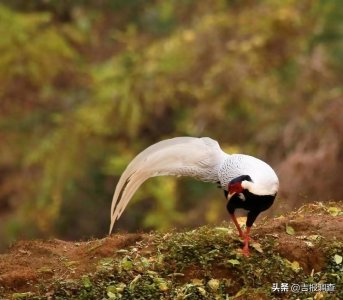 ​太难见到了！一组绝美照片，让你感受珍禽白鹇之美