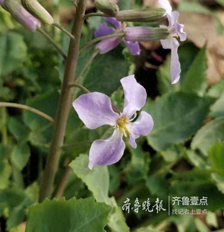 农历二月，这里最早的一株二月兰开花了