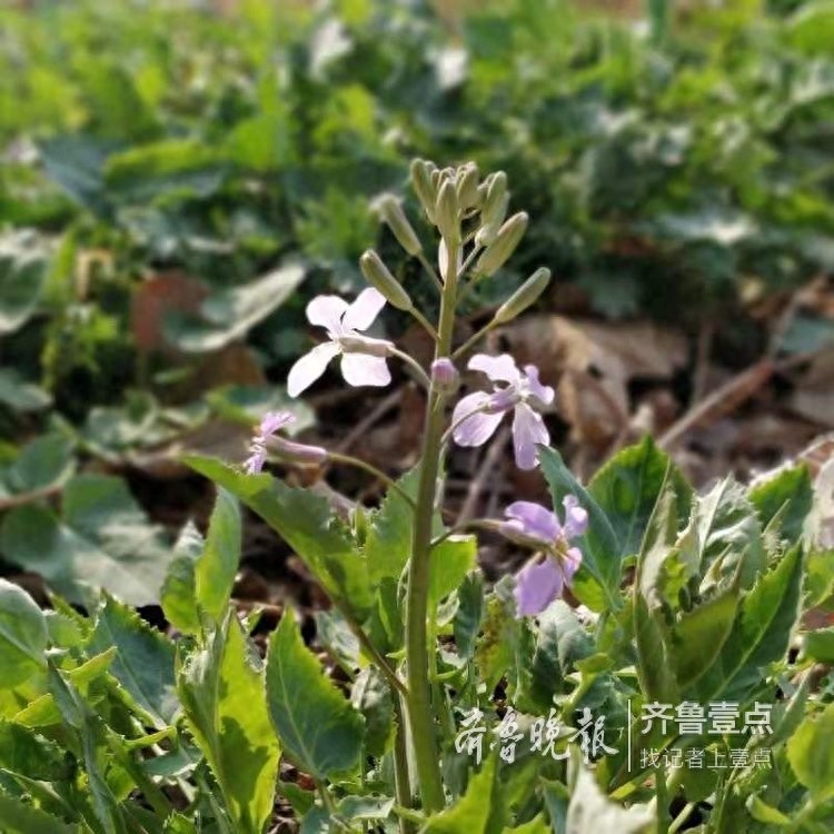 农历二月，这里最早的一株二月兰开花了