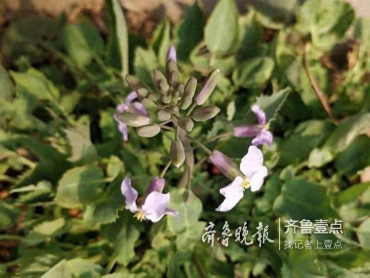 农历二月，这里最早的一株二月兰开花了