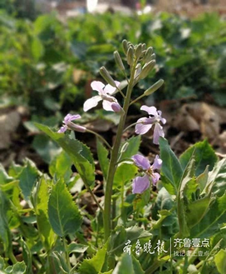 农历二月，这里最早的一株二月兰开花了