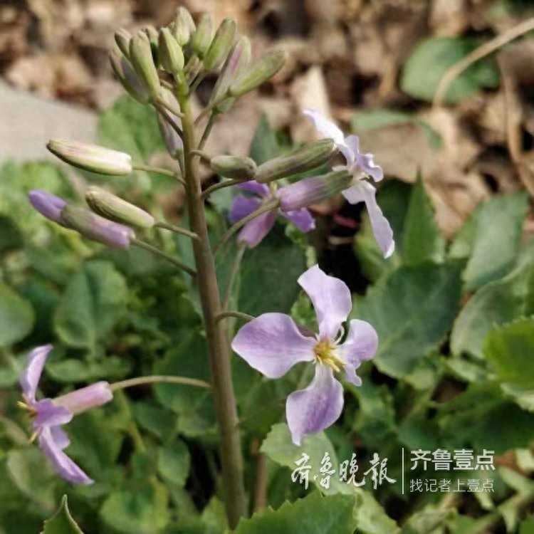 农历二月，这里最早的一株二月兰开花了