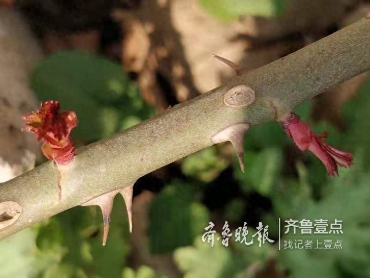 农历二月，这里最早的一株二月兰开花了