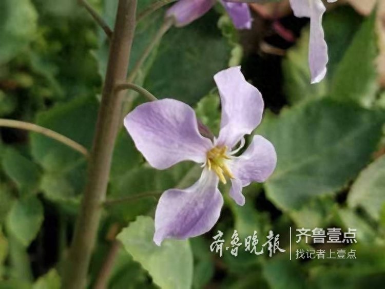 农历二月，这里最早的一株二月兰开花了