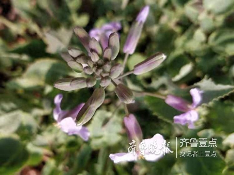 农历二月，这里最早的一株二月兰开花了