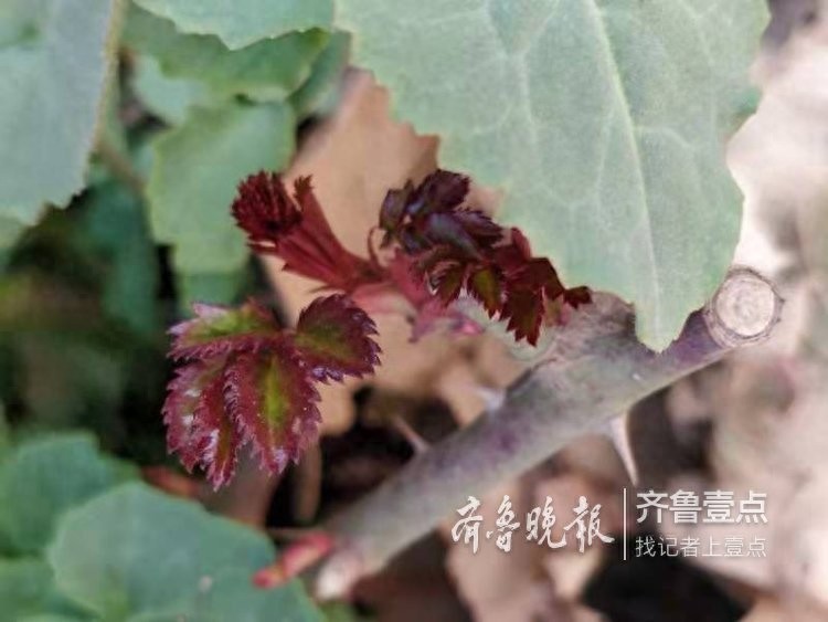 农历二月，这里最早的一株二月兰开花了