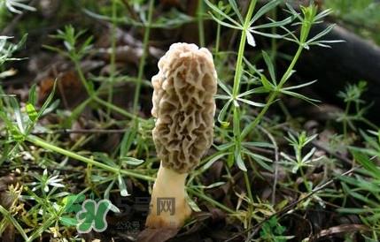 如何识别羊肚菌真假？买羊肚菌怎么挑选