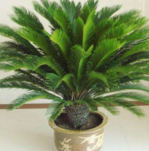 ​铁树的养护方法与技巧（铁树不难养，牢记4点“小常识”，叶子不黄不落，枝叶