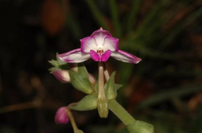 ​林草科普|中国兰科植物