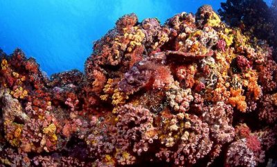 ​石头鱼有哪些品种？石头鱼怎么样？