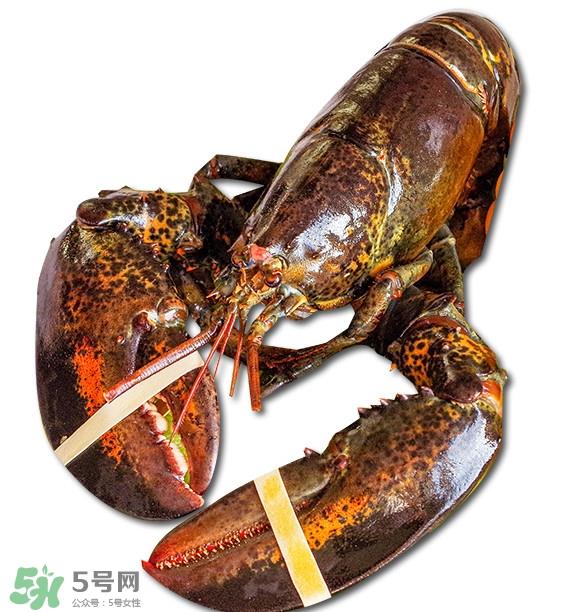 波士顿龙虾怎么去虾线？波士顿龙虾怎么清洗
