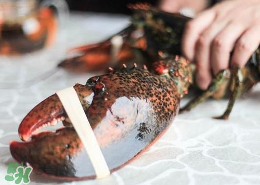 波士顿龙虾怎么去虾线？波士顿龙虾怎么清洗