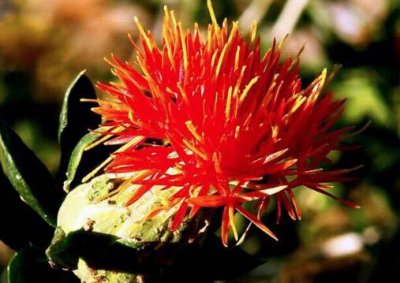 ​藏红花泡水喝的功效 藏红花泡水喝有什么功效？