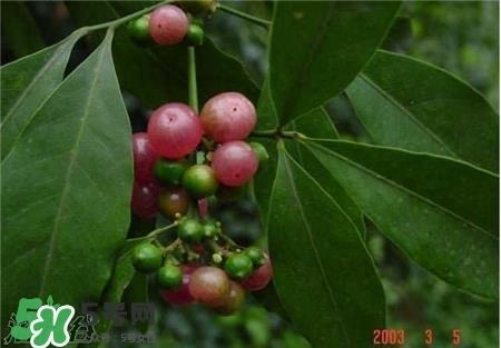 油柑叶枕头适合婴儿吗?油柑叶枕头功效