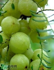 油柑叶枕头适合婴儿吗?油柑叶枕头功效