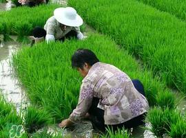 芒种种什么？芒种种什么疏菜？