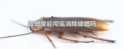 ​蟑螂屋的蟑螂需要清理吗 屋里有蟑螂怎么彻底根除