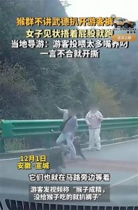 ​“光屁股”出门的教训！猴群扒裤事件引发关注！