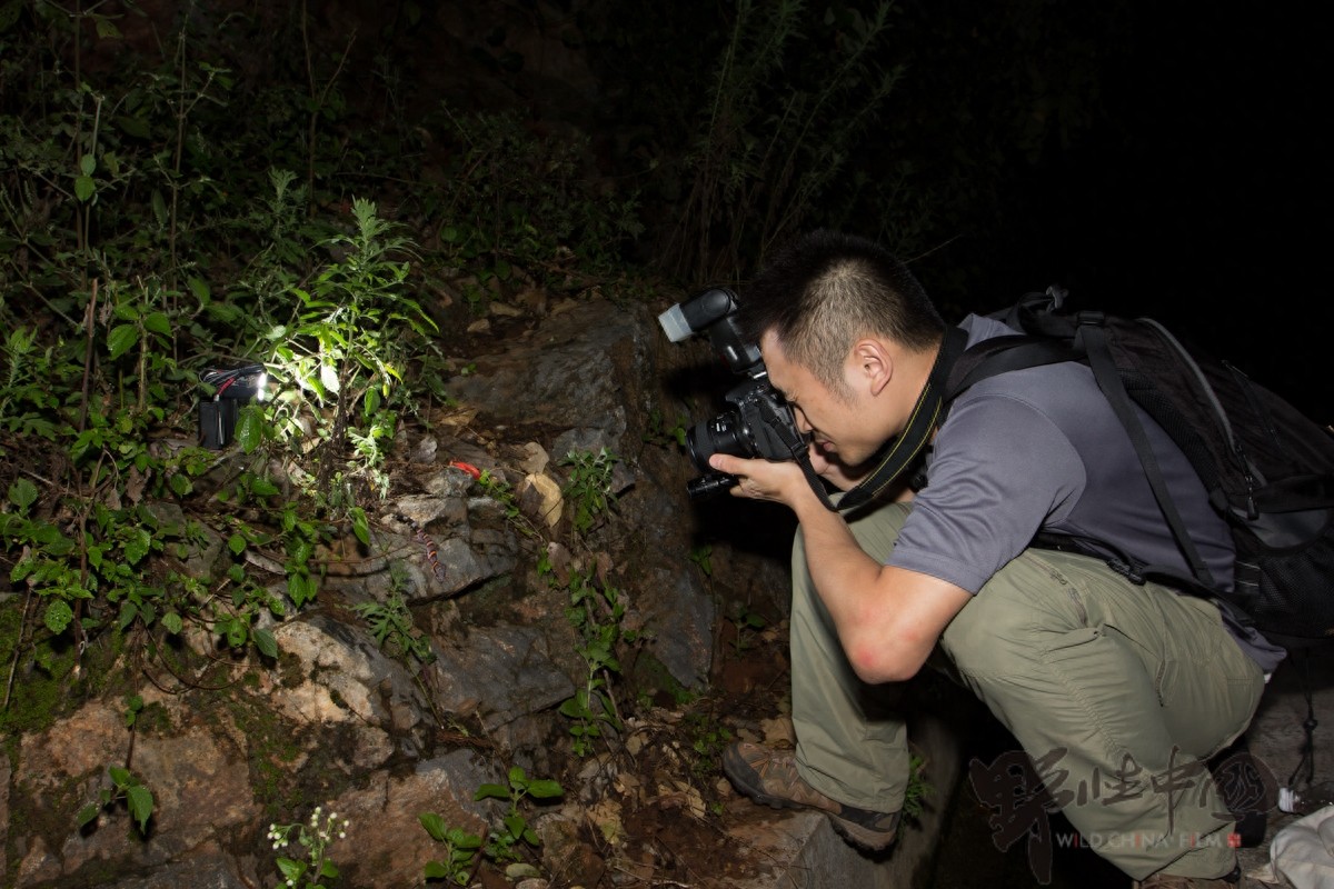 英德睑虎——美丽而又脆弱的生命