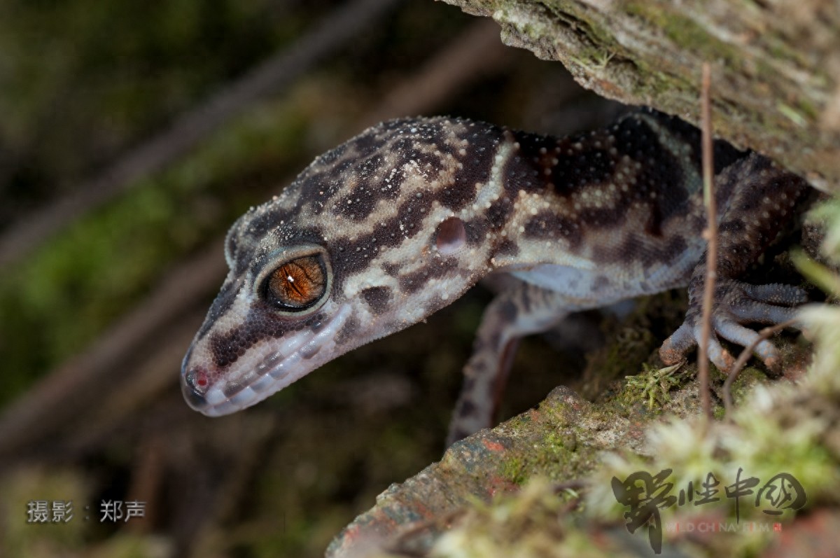 英德睑虎——美丽而又脆弱的生命
