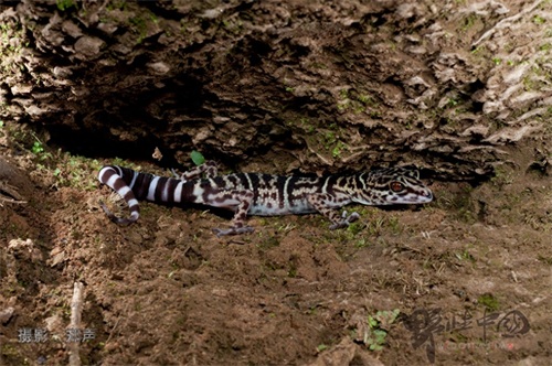 英德睑虎——美丽而又脆弱的生命