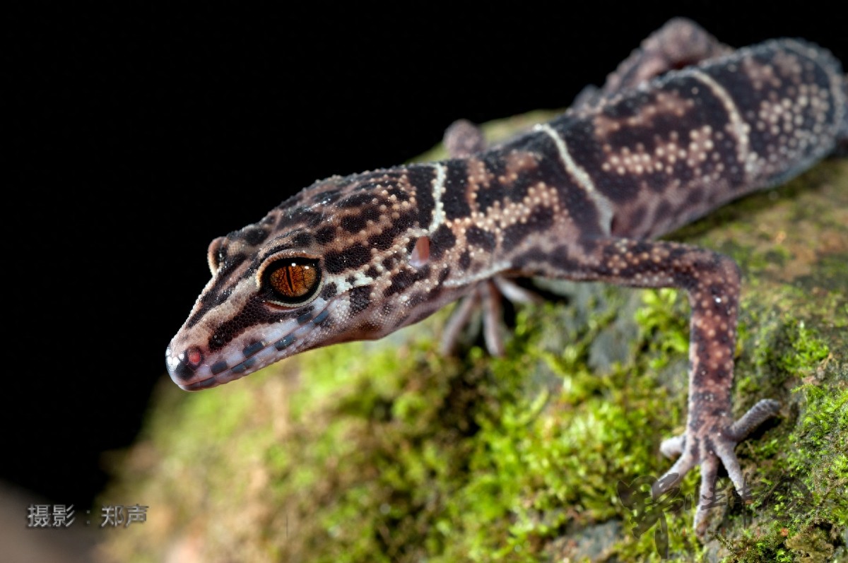 英德睑虎——美丽而又脆弱的生命