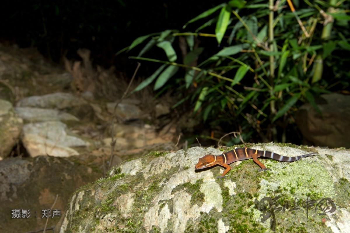 英德睑虎——美丽而又脆弱的生命