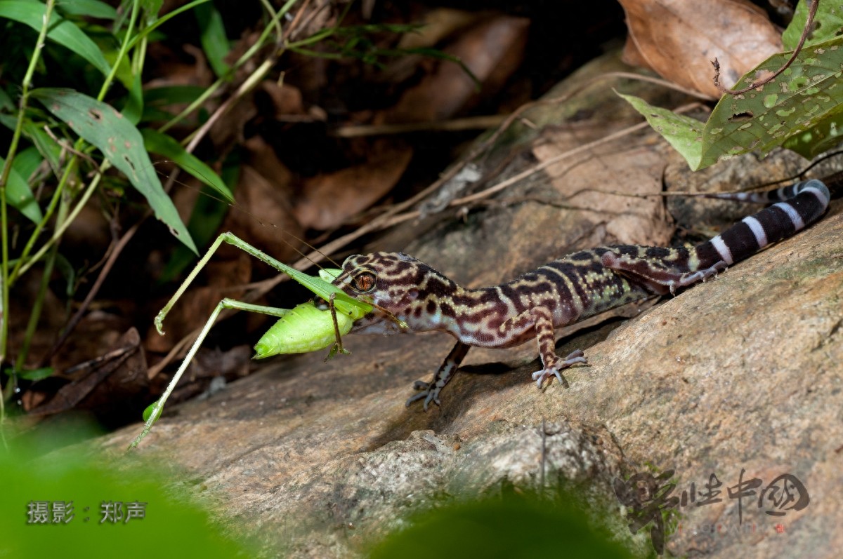 英德睑虎——美丽而又脆弱的生命