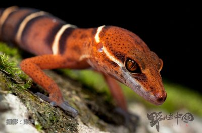 ​英德睑虎——美丽而又脆弱的生命