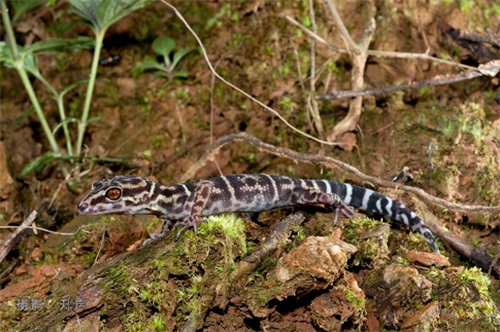 英德睑虎——美丽而又脆弱的生命