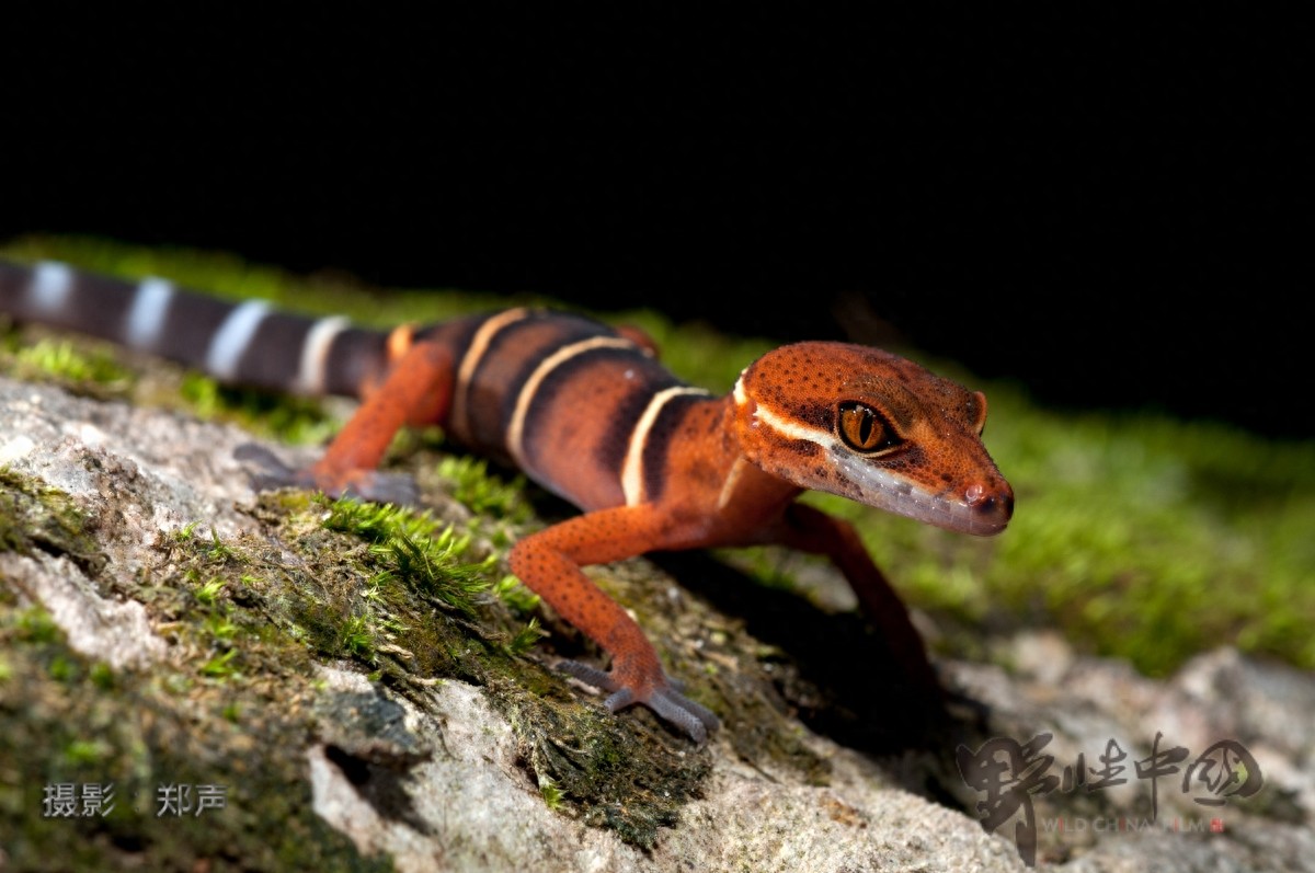 英德睑虎——美丽而又脆弱的生命