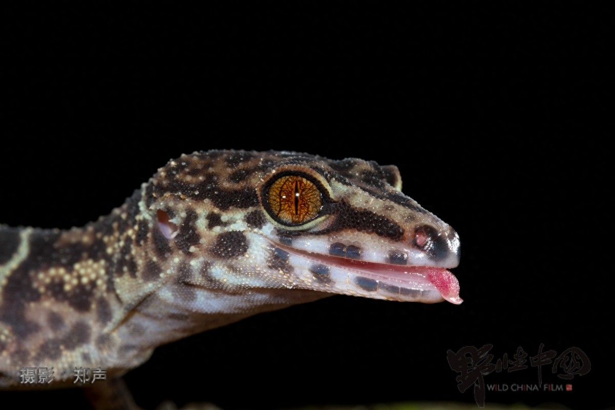 英德睑虎——美丽而又脆弱的生命