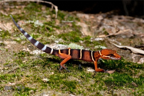 英德睑虎——美丽而又脆弱的生命