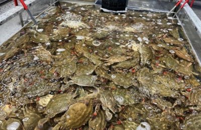 ​梭子蟹一斤最多便宜百元！国庆期间蟹市场价格逐步回落