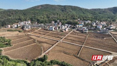 ​宜章县茅栗村：“翻”出烟田好“钱”景
