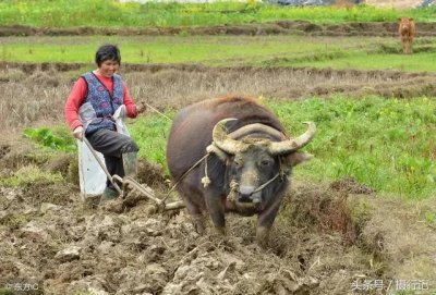 ​农活介绍之一犁田