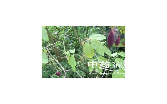 乙酰神经氨酸的功效与七大作用