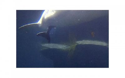 ​爱豆小丸子是什么东西？了解爱豆小丸子口香丸的作用