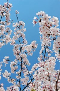 ​春天的樱花壁纸，温柔治愈，宛如漫画