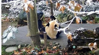 ​下雪啦！四川多地加入下雪群聊，你那下了没？