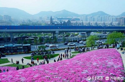 ​花开齐鲁｜济南龙鼎大道附近福禄考花绽放，这处花海成最美打卡地