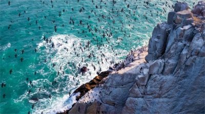 ​福州“万鸟岛”！又出现了！