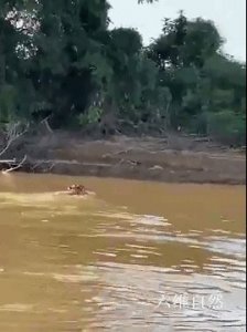 ​一头美洲豹在水中捕杀水蚺，轻易将其拖上岸，带回丛林中啃食